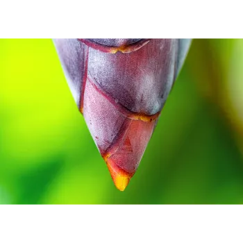 Fresh Banana Flower